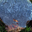hřib rudonachový (Imperator rhodopurpureus)