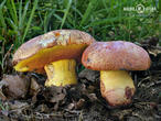 hřib rudonachový (Imperator rhodopurpureus)