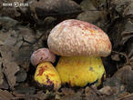 hřib rudonachový (Imperator rhodopurpureus)
