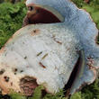 hřib satan (Rubroboletus satanas)