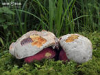hřib satan (Rubroboletus satanas)