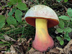 hřib satan (Rubroboletus satanas)