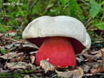 hřib satan (Rubroboletus satanas)