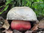 hřib satan (Rubroboletus satanas)