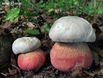 hřib satan (Rubroboletus satanas)
