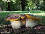 hřib skvrnitý (Hemileccinum depilatum)