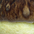 hřib skvrnitý (Hemileccinum depilatum)