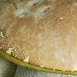 hřib skvrnitý (Hemileccinum depilatum)