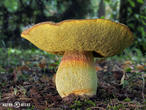 hřib skvrnitý (Hemileccinum depilatum)