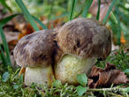 hřib skvrnitý (Hemileccinum depilatum)
