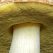 hřib skvrnitý (Hemileccinum depilatum)