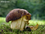hřib skvrnitý (Hemileccinum depilatum)