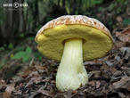 hřib skvrnitý (Hemileccinum depilatum)