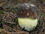 hřib skvrnitý (Hemileccinum depilatum)
