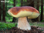 hřib smrkový (Boletus edulis)