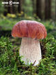 hřib smrkový (Boletus edulis)
