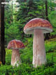 hřib smrkový (Boletus edulis)