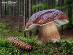 hřib smrkový (Boletus edulis)