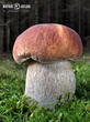 hřib smrkový (Boletus edulis)