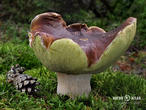 hřib smrkový (Boletus edulis)