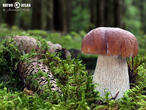 hřib smrkový (Boletus edulis)