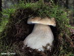 hřib smrkový (Boletus edulis)