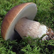 hřib smrkový (Boletus edulis)