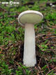 hřib smrkový (Boletus edulis)