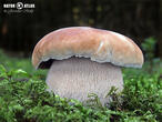hřib smrkový (Boletus edulis)