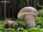 hřib smrkový (Boletus edulis)