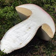 hřib smrkový (Boletus edulis)