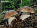 hřib smrkový (Boletus edulis)