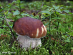 hřib smrkový (Boletus edulis)