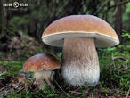 hřib smrkový (Boletus edulis)