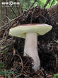 hřib smrkový (Boletus edulis)