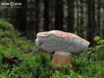 hřib žlučník (Tylopilus felleus)