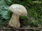 hřib žlučník (Tylopilus felleus)