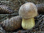hřib žlučník (Tylopilus felleus)