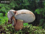 hřib žlučník (Tylopilus felleus)