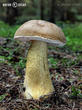 hřib žlučník (Tylopilus felleus)