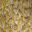 hřib žlučník (Tylopilus felleus)