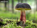 hřib žlutomasý (Xerocomellus chrysenteron)