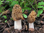 kačenka česká (Verpa bohemica)