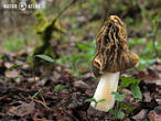 kačenka česká (Verpa bohemica)