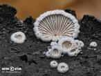 klanolístka obecná (Schizophyllum commune)