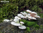 klanolístka obecná (Schizophyllum commune)