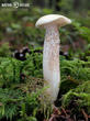 klouzek bílý (Suillus placidus)