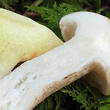 klouzek bílý (Suillus placidus)