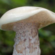 klouzek bílý (Suillus placidus)
