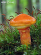 klouzek sličný (Suillus grevillei)